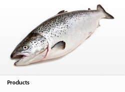 Fisk_Products_250x182