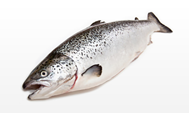 Hel_fisk_600x372